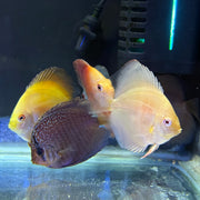 Assorted Premium Discus