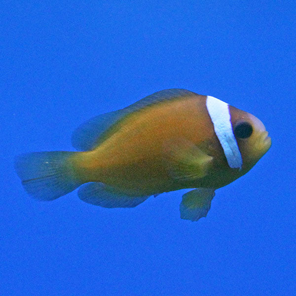 Australian Clownfish (Tank Raised)