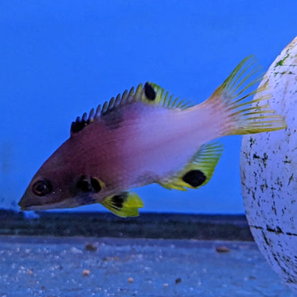 Axilspot Hogfish