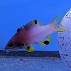 Axilspot Hogfish