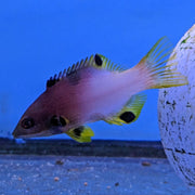 Axilspot Hogfish