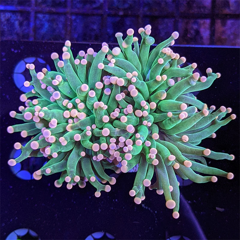 Torch Coral - Green