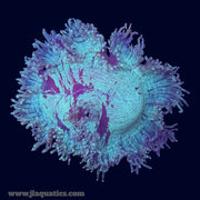 Ultra Elegance Coral - B21