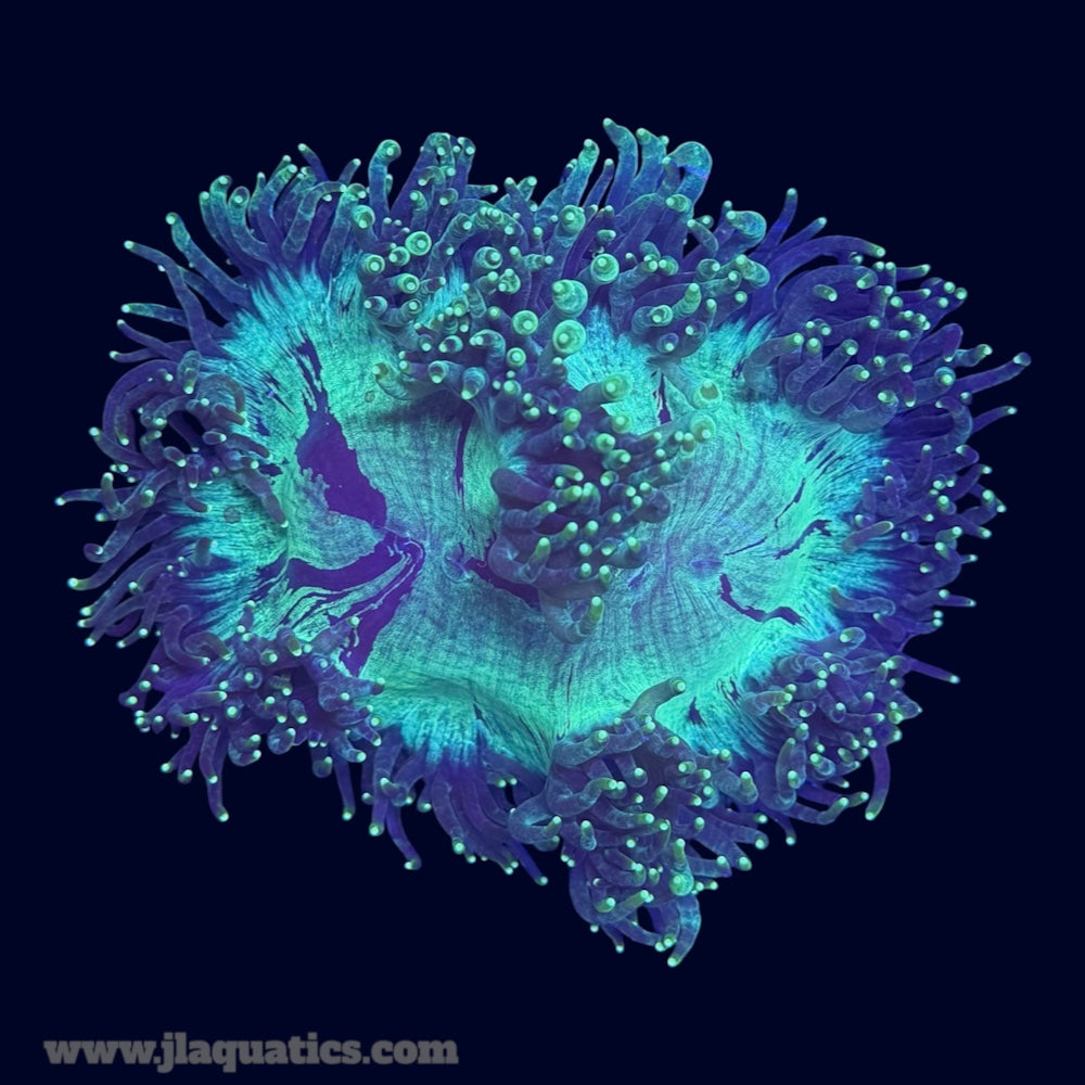 Ultra Elegance Coral - B22
