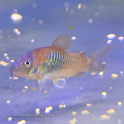 Venezuelan Orange Corydora