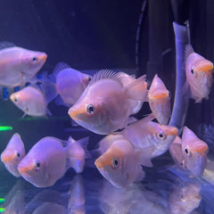 Collection image for: Gouramis