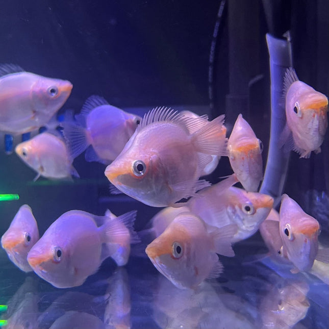 Balloon Kissing Gourami