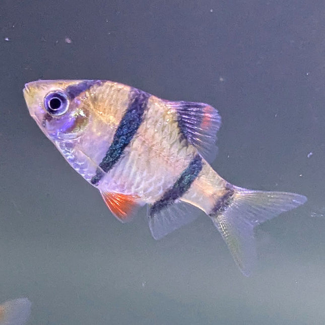 Tiger Barb