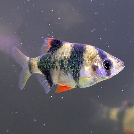 Tiger Barb