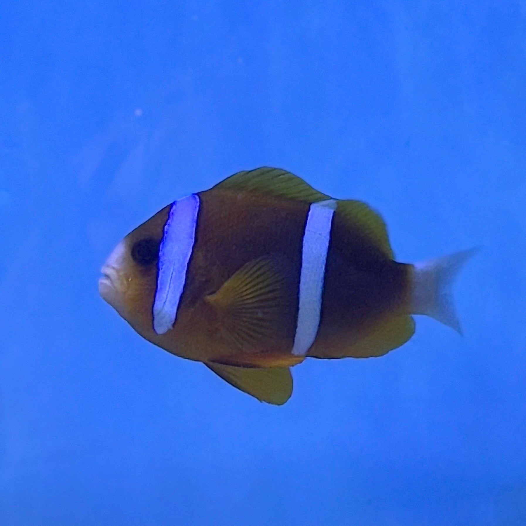 Barrier Clownfish (Australia)