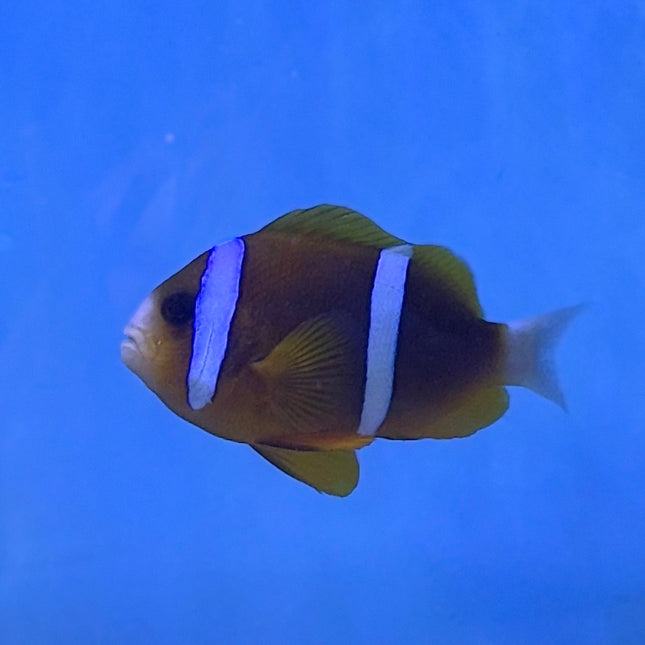 Barrier Clownfish (Australia)