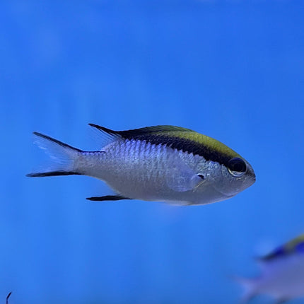 Barrier Chromis (Australia)