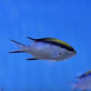 Barrier Chromis (Australia)