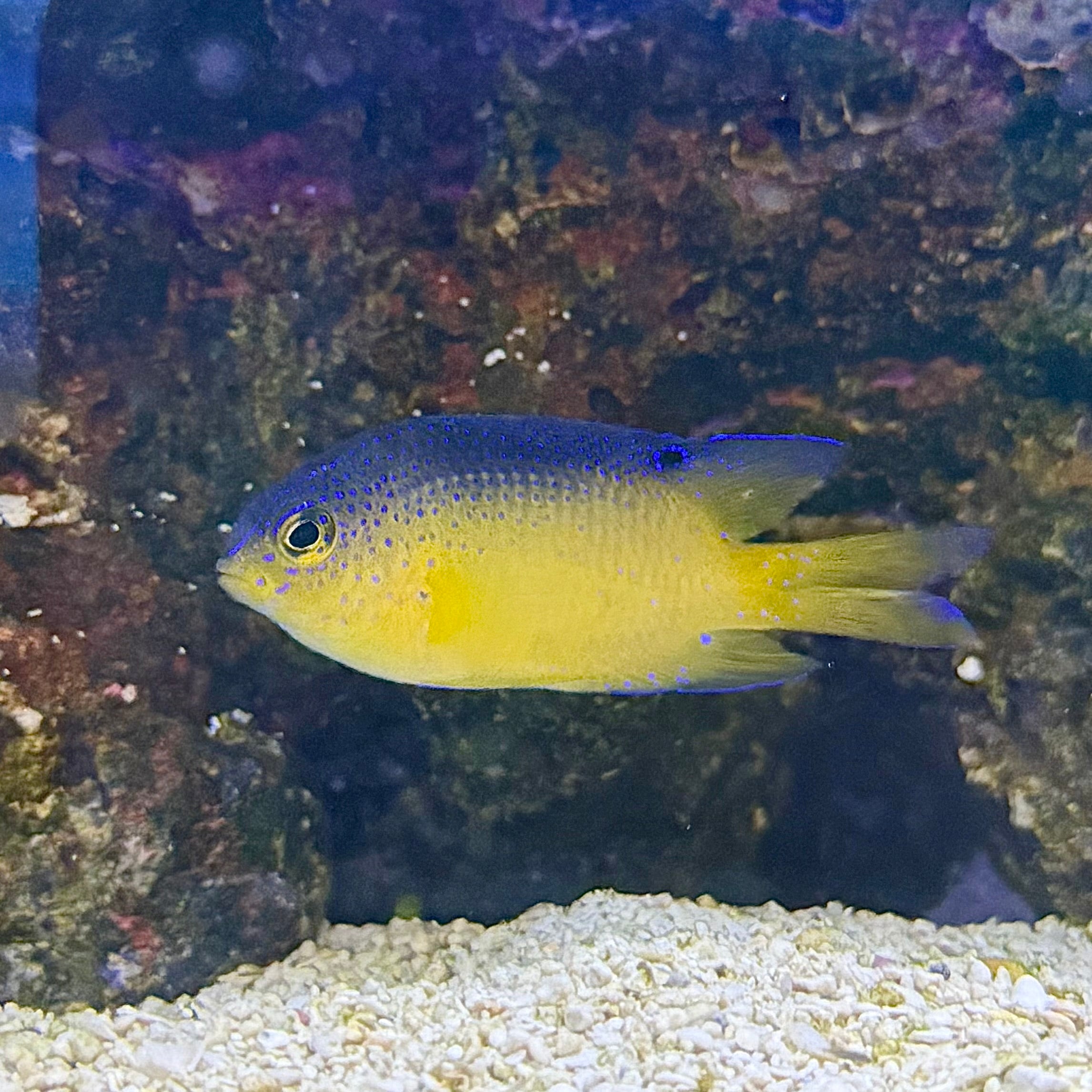 Beaugregory Damsel