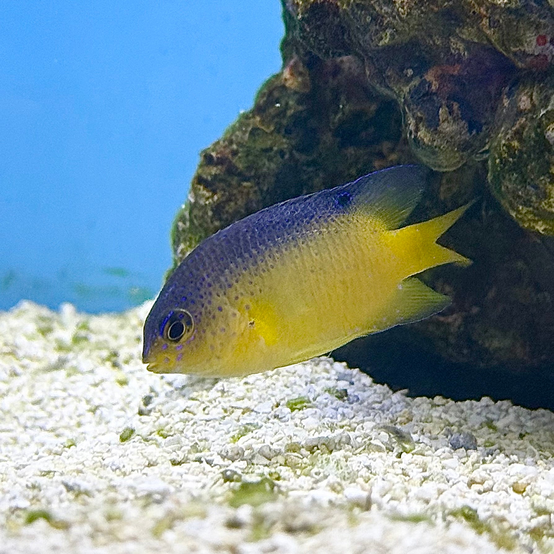 Beaugregory Damsel