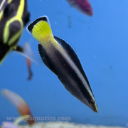 Bicolor Cleaner Wrasse (Asia Pacific)