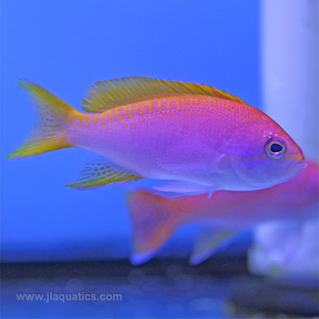 Bimaculatus Anthias also known as twinspot. Pseudanthias bimaculatus