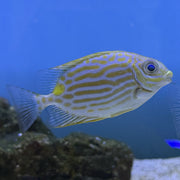 Biota Golden-Lined Rabbitfish (Tank Raised)
