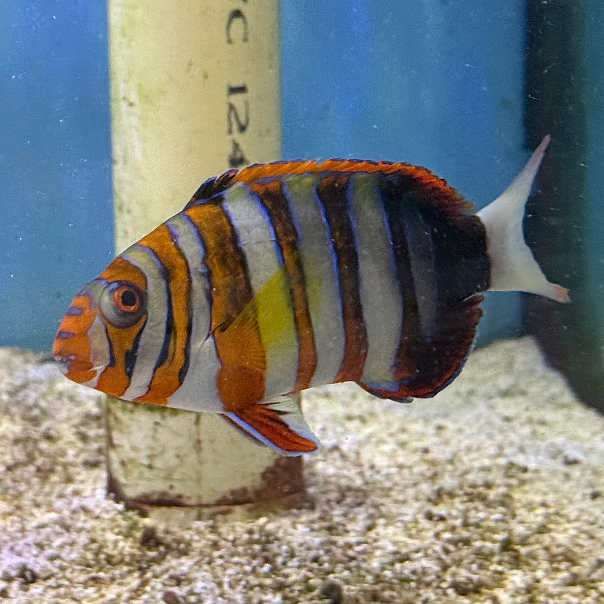 Harlequin Tuskfish (Captive Bred)