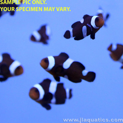 Black Misbar Percula Clownfish (Tank Raised)