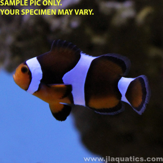 Buy Black Photon Clownfish (Tank Raised) in Canada for as low as 51.95