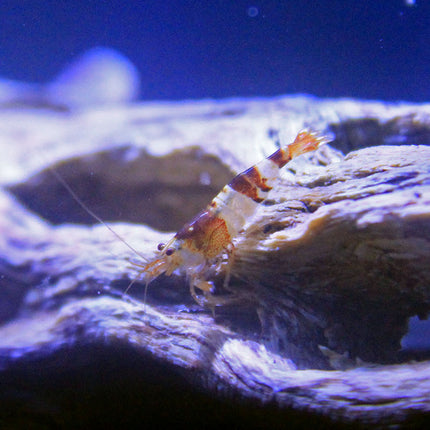 Black Crystal Shrimp