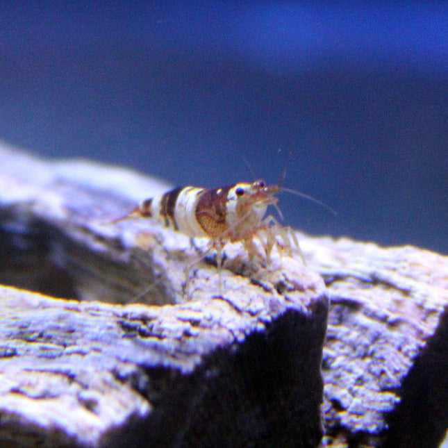 Black Crystal Shrimp