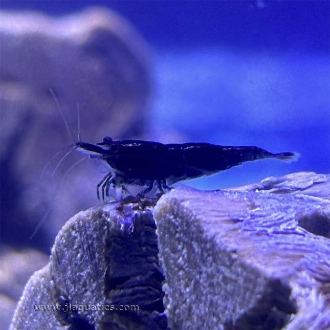 Black Rose Shrimp