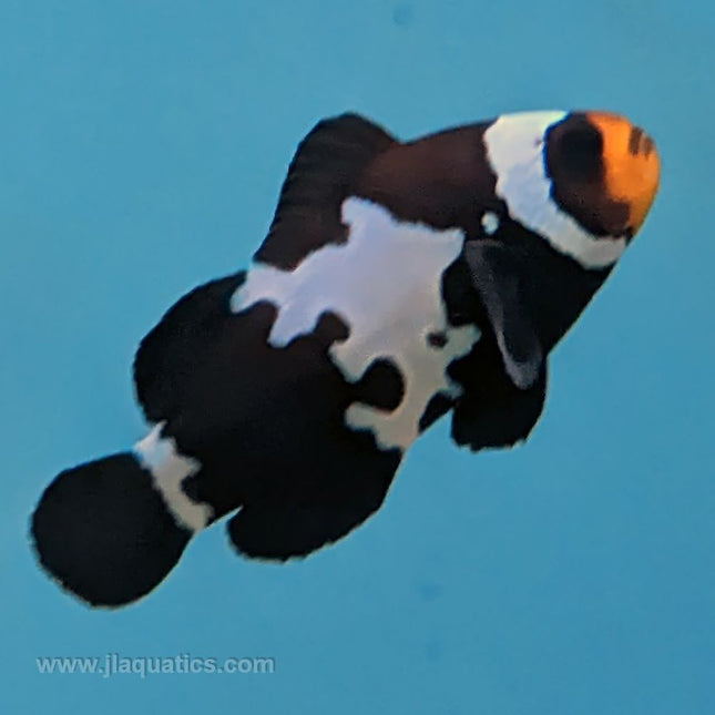 Black Snowflake Clownfish