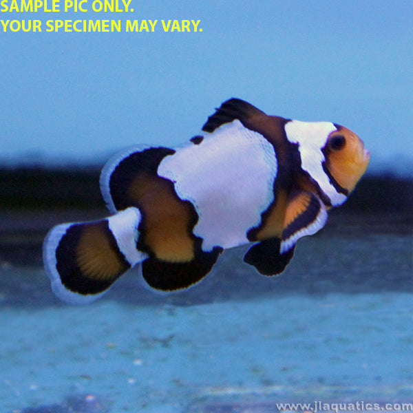 Black Ice Clownfish (Tank Raised)