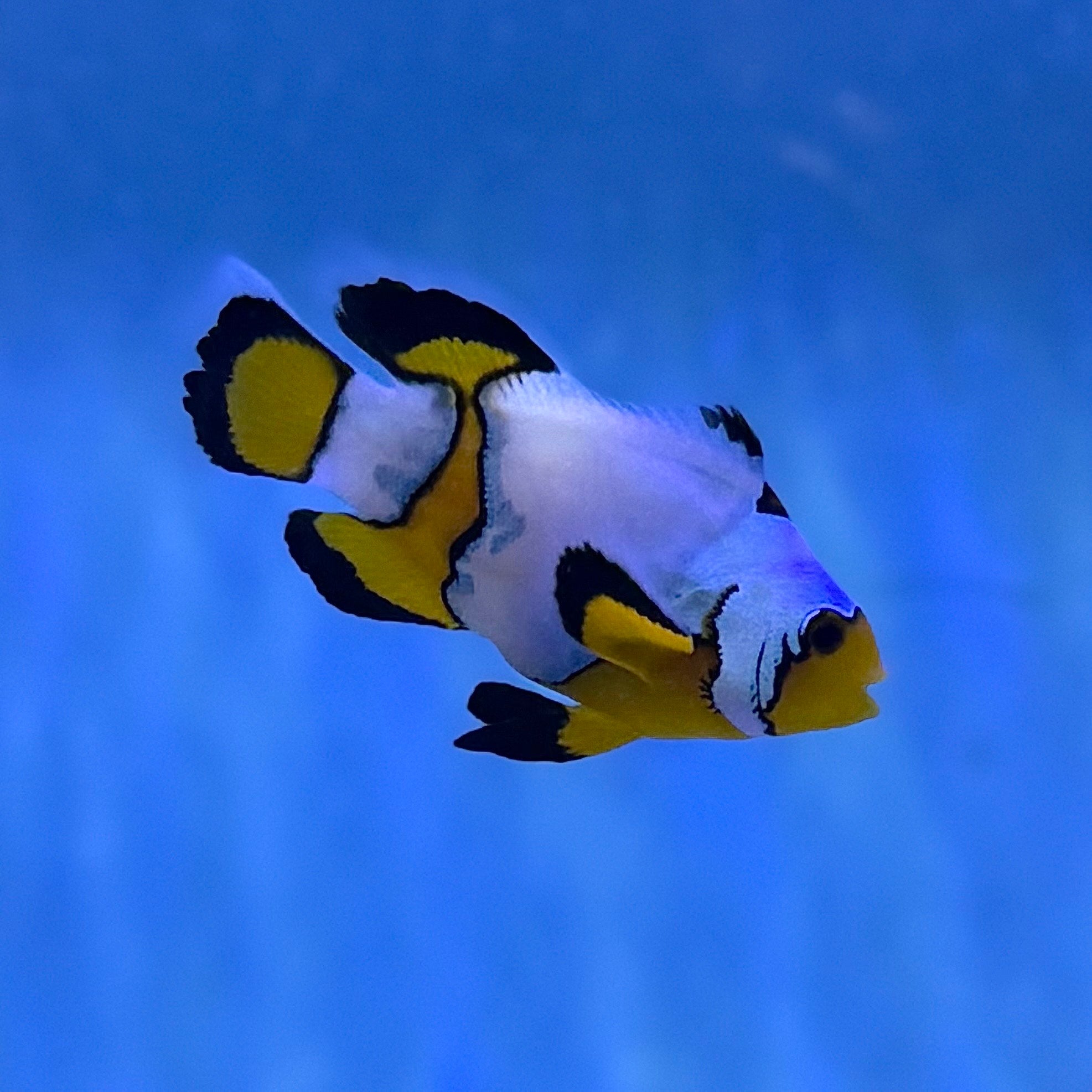 Black Ice Longfin Clownfish (Tank Raised)