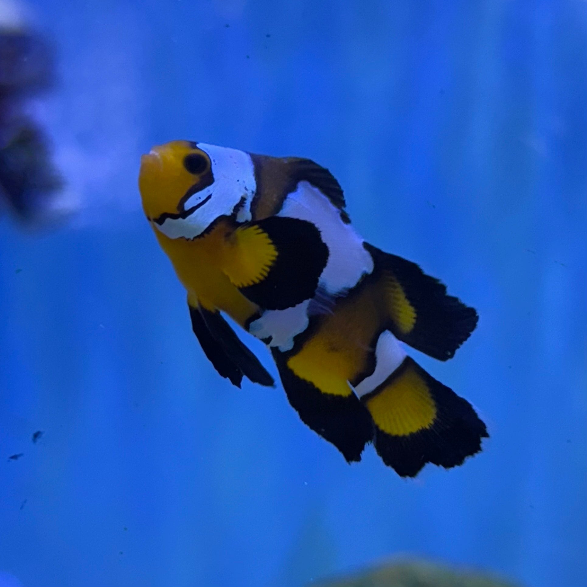 Black Ice Longfin Clownfish (Tank Raised)