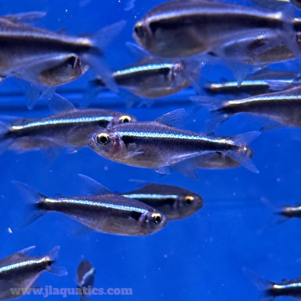 Black Neon Tetra