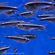 Black Neon Tetra