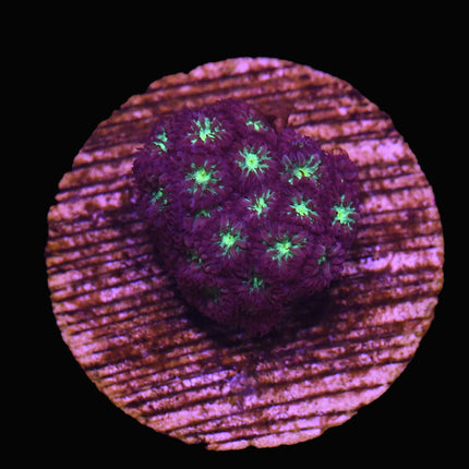 Blastomussa Merleti - A71