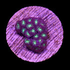 Blastomussa Merleti - C52