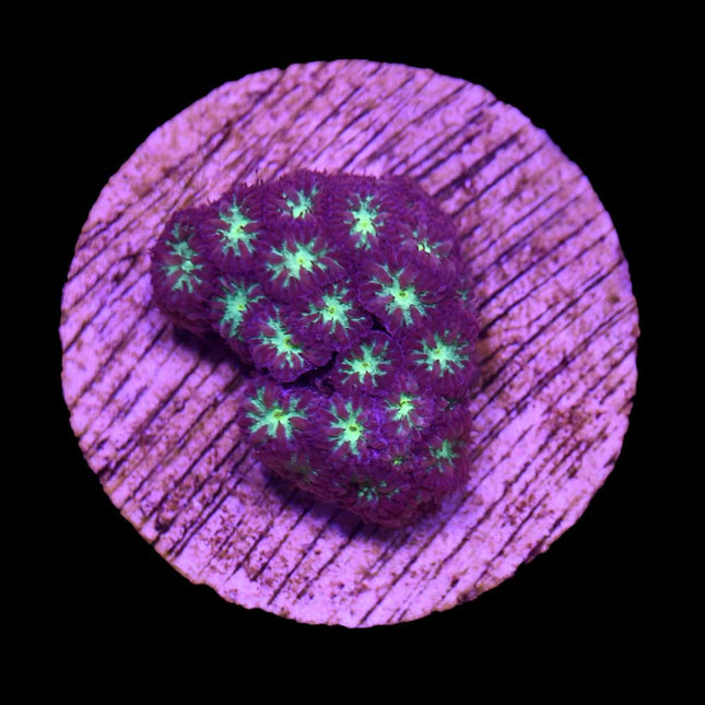 Blastomussa Merleti - C52