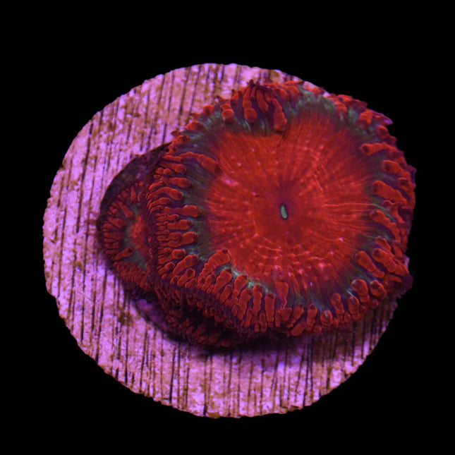 Blastomussa (Red/Green) - A54