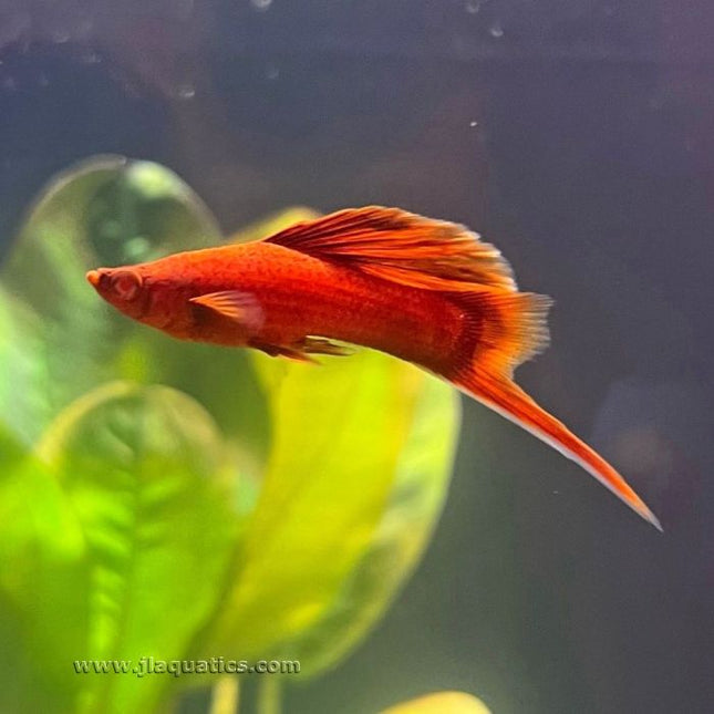 Blood Red Swordtail