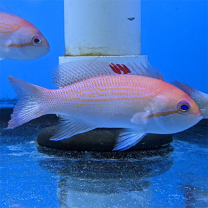 Blood Spot Anthias
