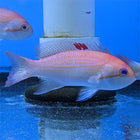 Blood Spot Anthias