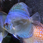 Blue Cobalt Discus