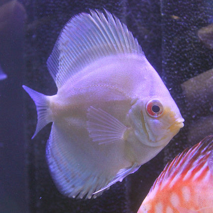 Blue Cobalt Discus