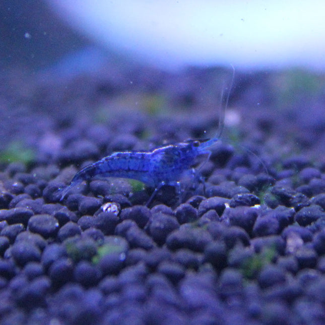 Blue Dream Shrimp