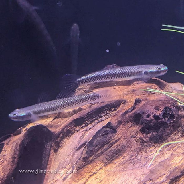 Blue Neon Goby