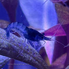 Blue Velvet Shrimp