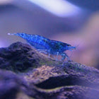 Blue Dream Shrimp