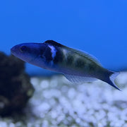 Bluehead Wrasse