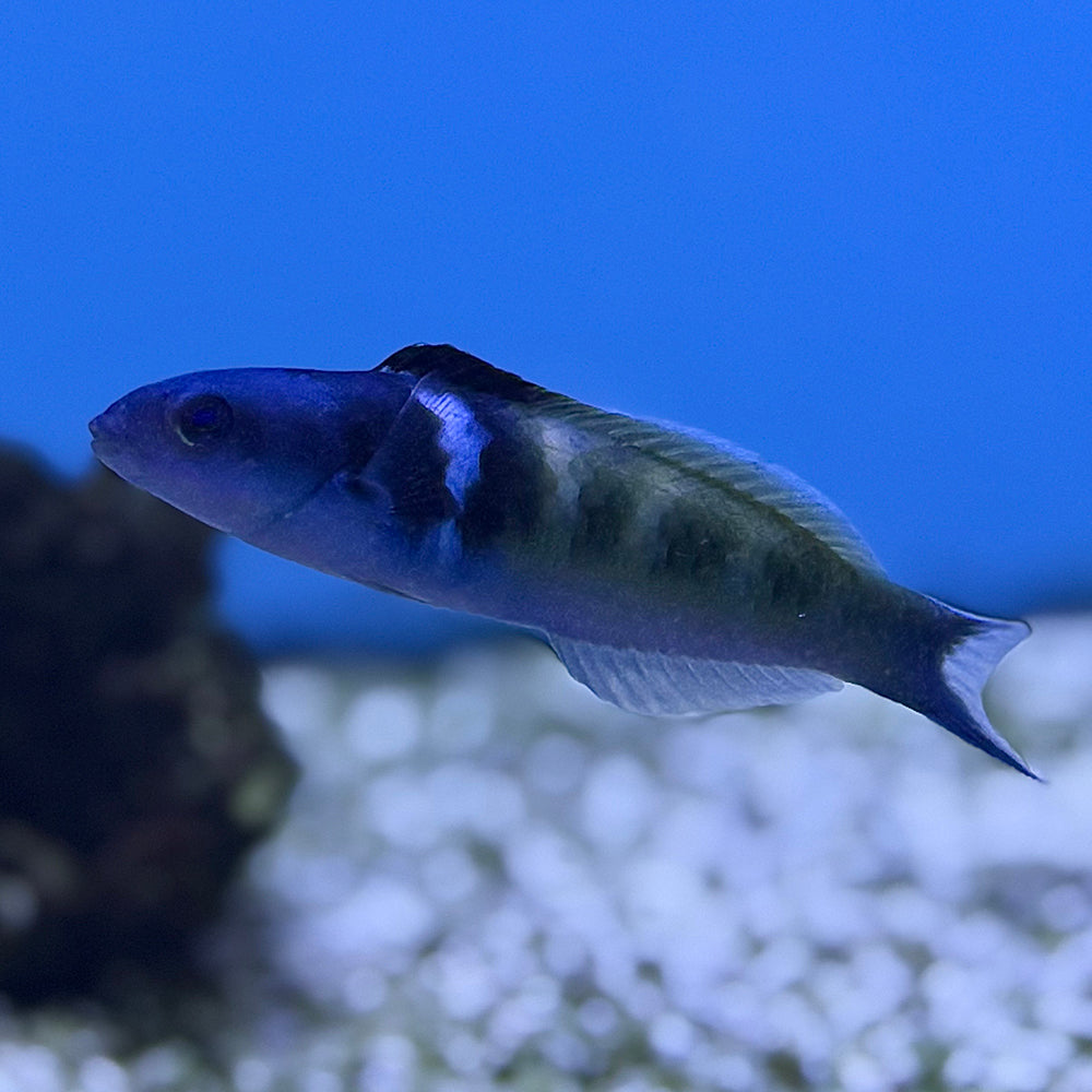 Bluehead Wrasse