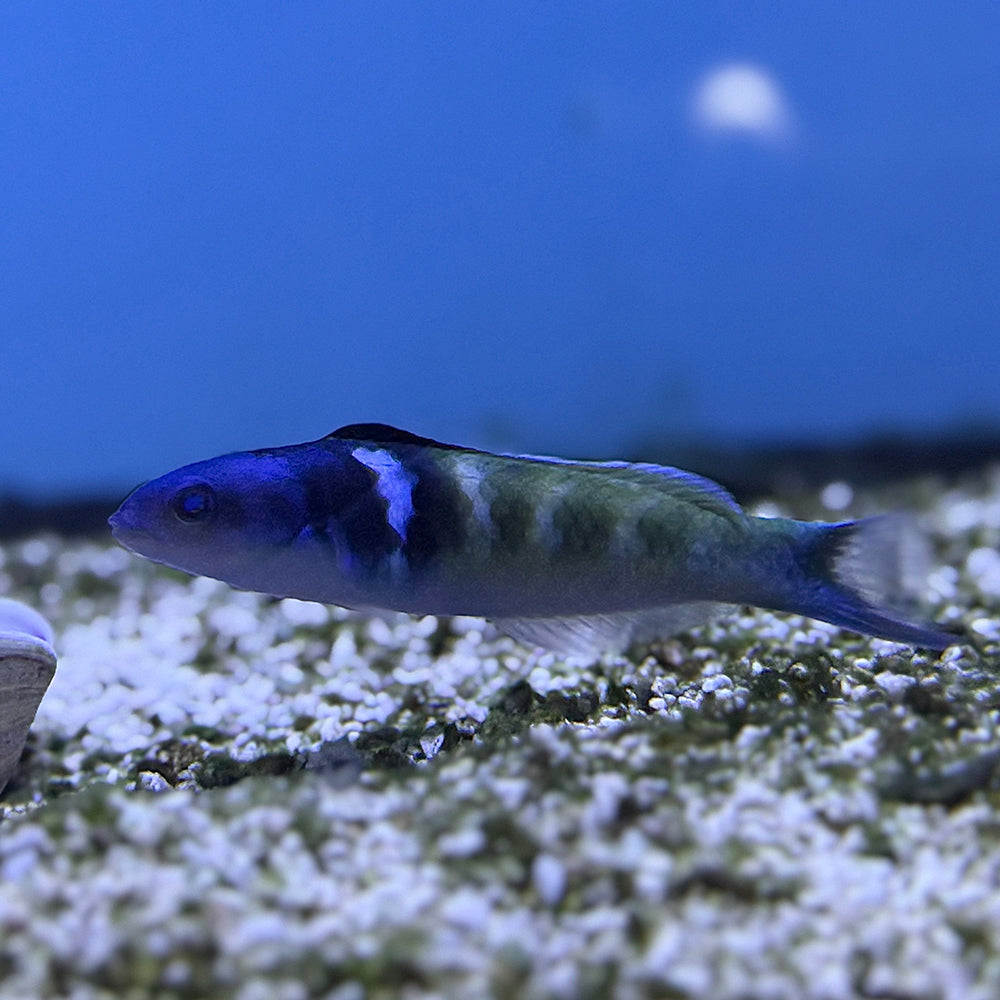 Bluehead Wrasse